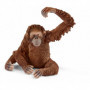 Orangutan samica